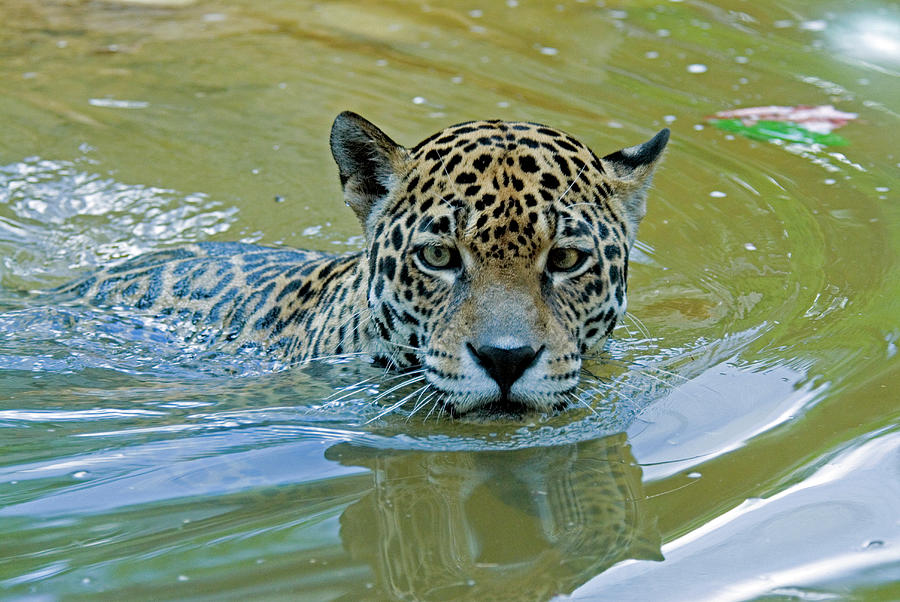 A jaguar swimming in a river