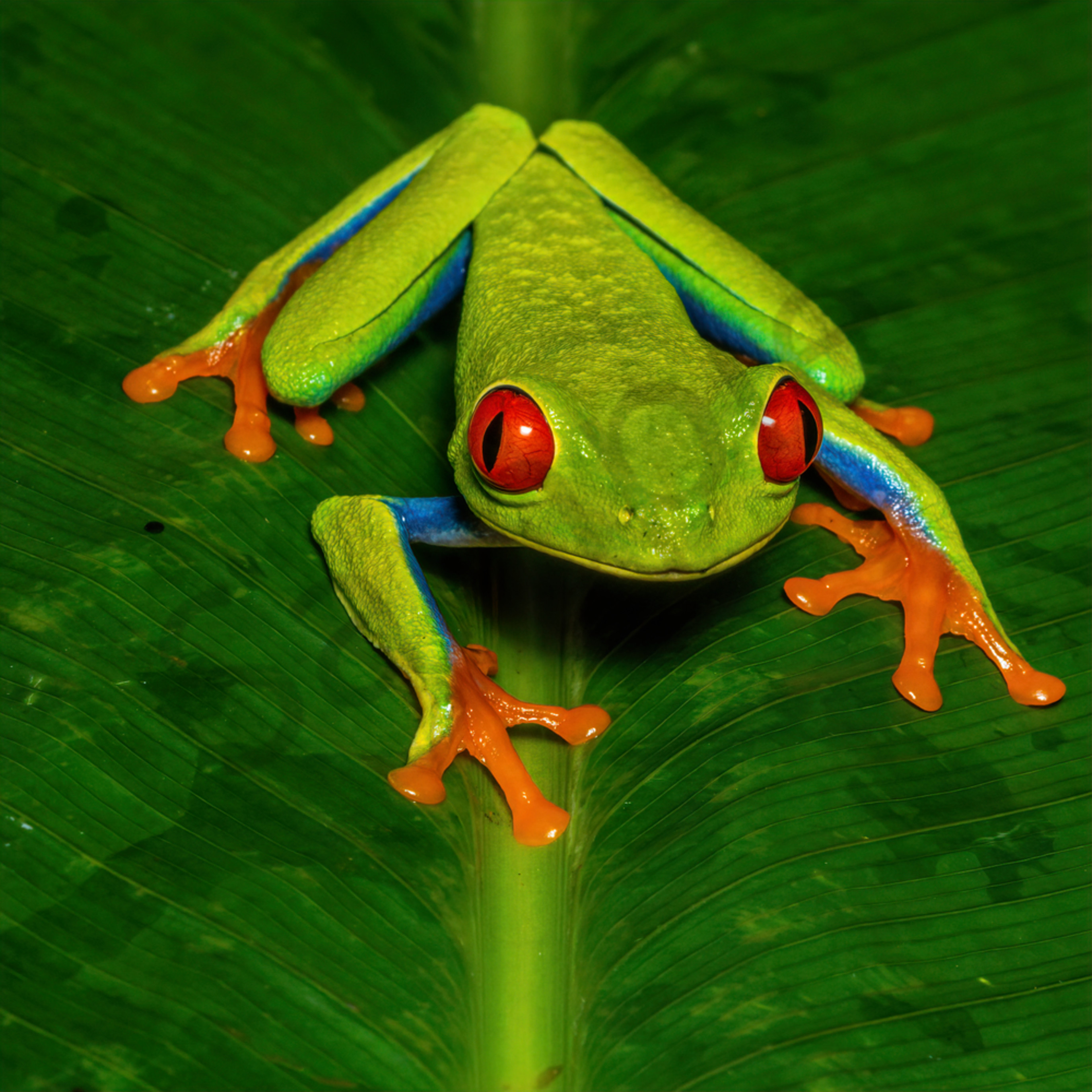 A red-eyed tree frog on a leaf