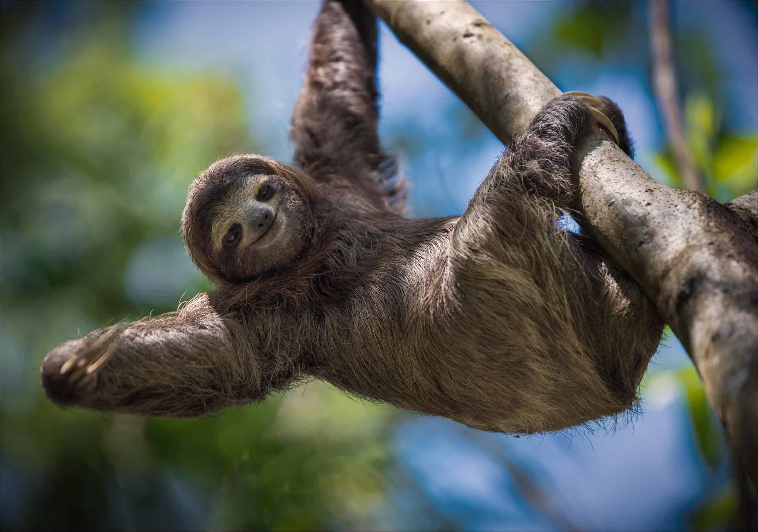 The sloths like to hang out in the trees