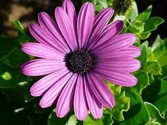 A purple flower