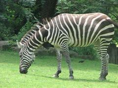 The common Zebra